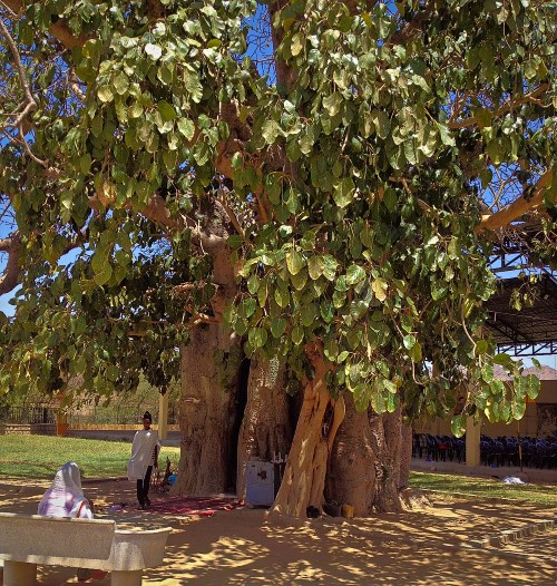 Vierge au Baobab