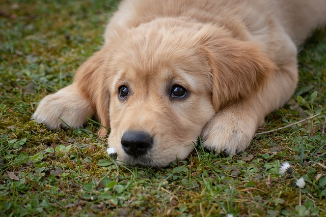 « Si vous cherchez la fidélité, achetez-vous un chien ! »(Winston Churchill)