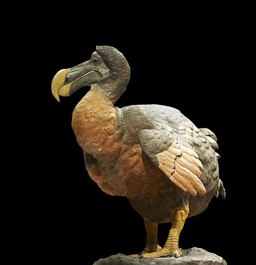 Les dodos du Muséum (à la mémoire de Michel Tranier, directeur des collections)