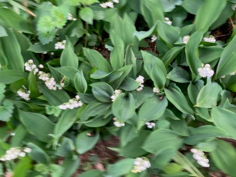 Le 1er mai : quelle histoire !